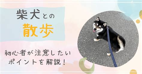 柴犬の散歩時間：最適な頻度と時間帯