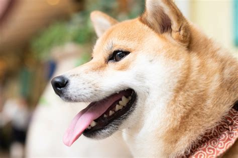 柴犬の目やに、見逃しちゃダメ！ Ursachen, Symptome und Behandlung