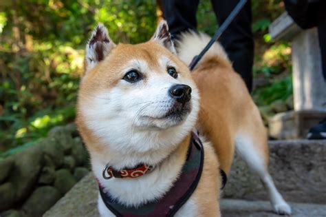 柴犬の魅力を知る：豆柴の飼い方ガイド