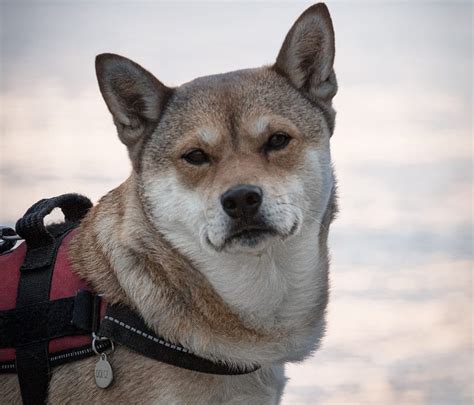 柴犬ハーネスの選び方