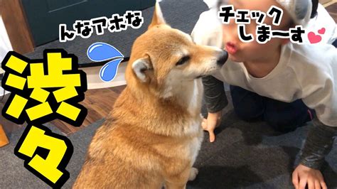 柴犬吸いによる心身の健康効果