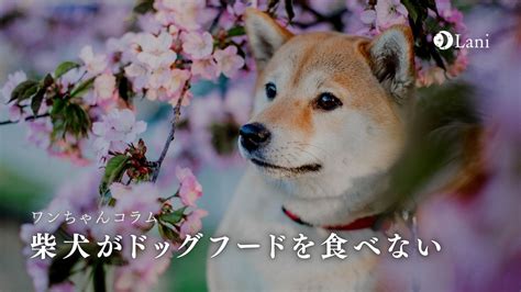 柴犬 ドッグフード 食べ ない