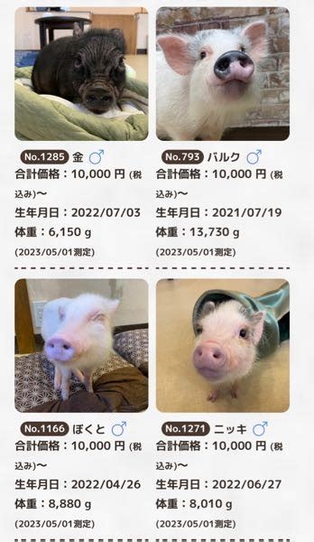 柴犬 1万円で飼える？ 迎え入れるための費用と賢い節約術