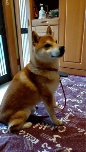 柴犬 1 万 円