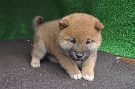 柴犬1万円のすべて