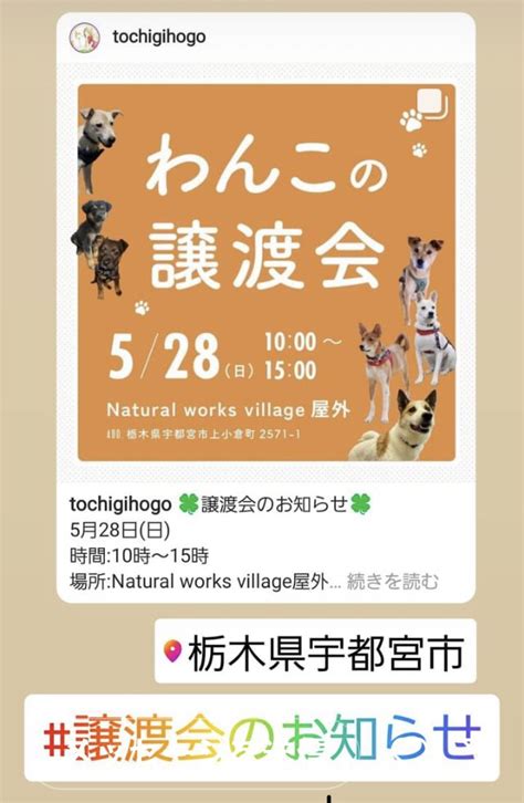 栃木県譲渡会ガイド：犬や猫との新しい生活の始め方