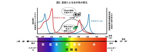 栄養素のフルスペクトル