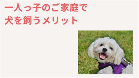 桃太郎犬を飼うメリット・デメリットと飼い方