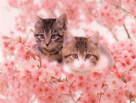 桜ねこ診療所