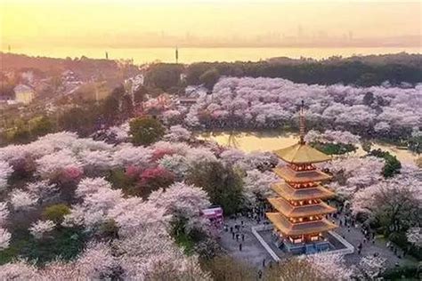 桜花烂漫，日暮里樱花园