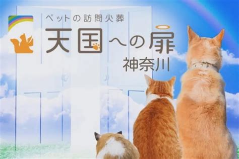 桶川で最高のペットホテル：あなたの大切な家族のための快適さと安心