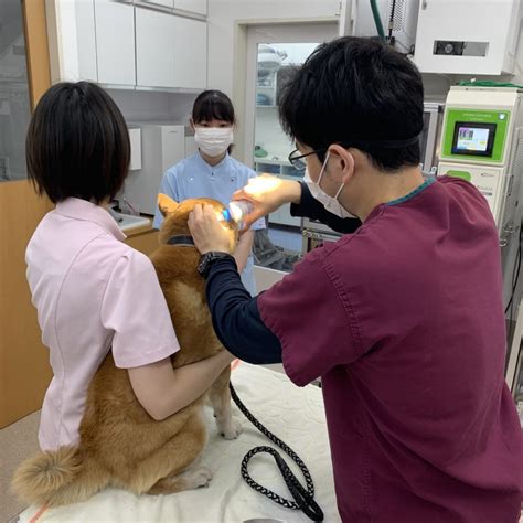 梨の木動物病院の特徴