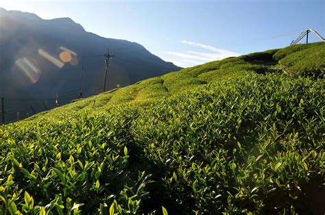 梨山一日遊：探索台灣高山茶鄉