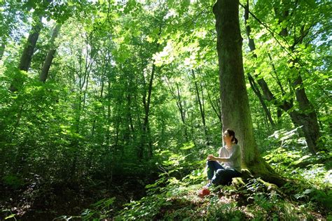 森の中で健康と癒やしを見つける：森林浴の科学と実践