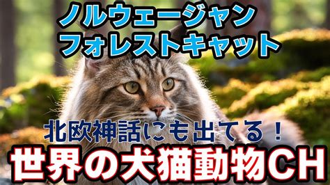 森の王者、フォレストキャットの魅力と飼育法