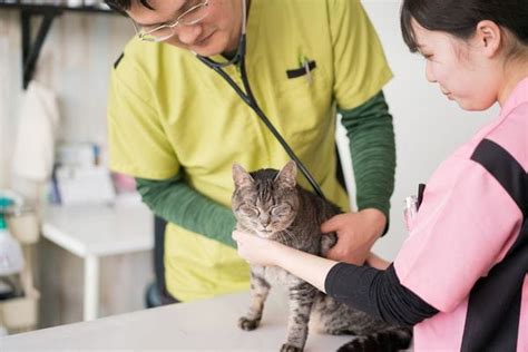 森 の いぬ ねこ 病院