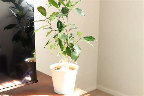 植物を手の届かない場所に置く: