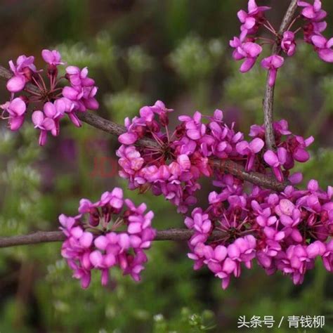 植物學特徵