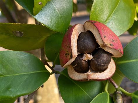 椿の実を食べよう！その効能や食べ方、注意点