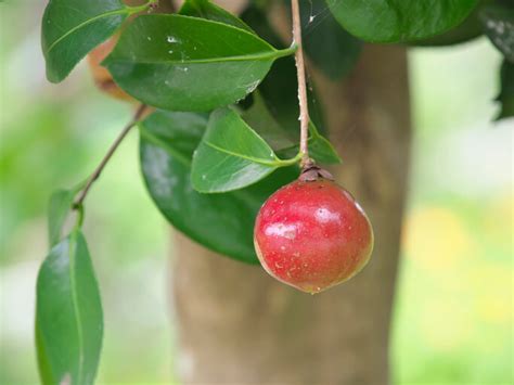 椿の実を食べよう！健康と美容にうれしい効果がいっぱい