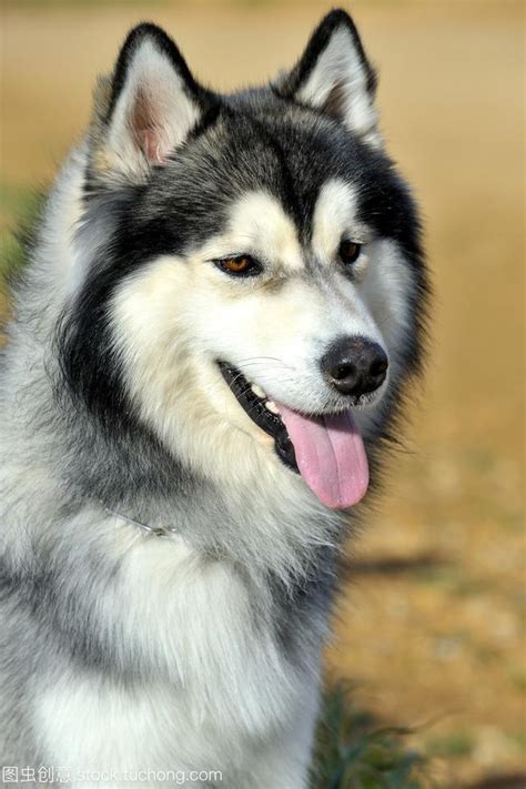 極地犬糧：滿足愛斯基摩犬和雪橇犬特殊需求的專屬配方