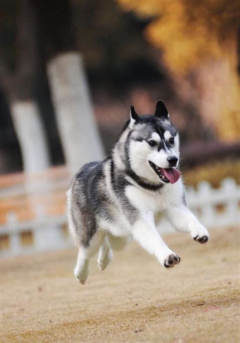 極地犬糧：滿足毛孩在嚴寒環境中的營養需求