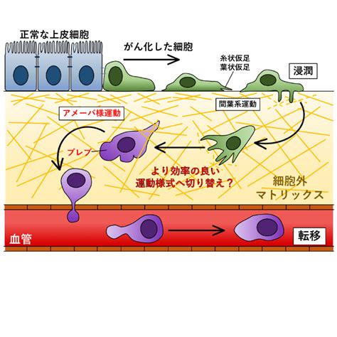 極端な形態的変化性: