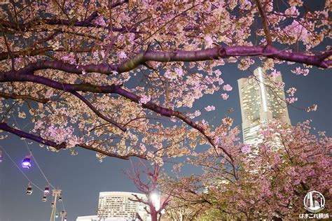 横浜・関内の夜桜2023：見どころとアクセスガイド