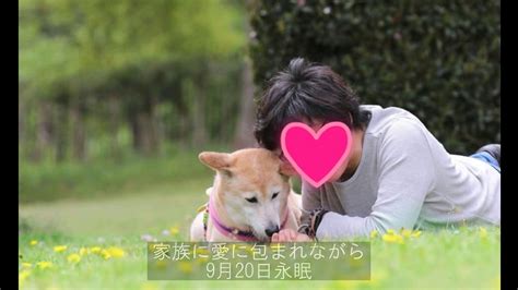 横須賀で保護犬と巡り合うために知っておきたいこと