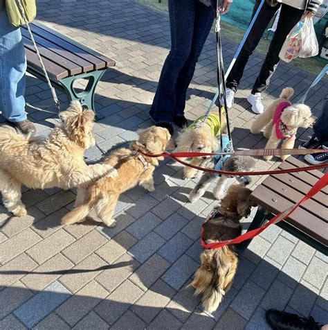 横須賀の保護犬