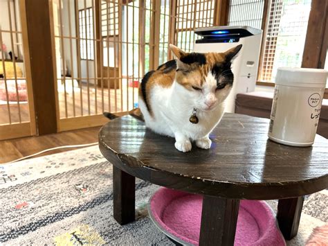 横須賀市で保護猫を迎えるすべて：包括ガイド