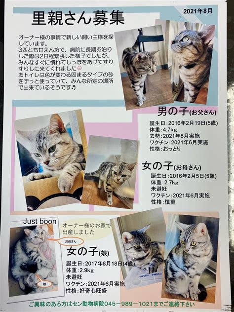 横須賀市における保護猫の現状と里親探しへの取り組み