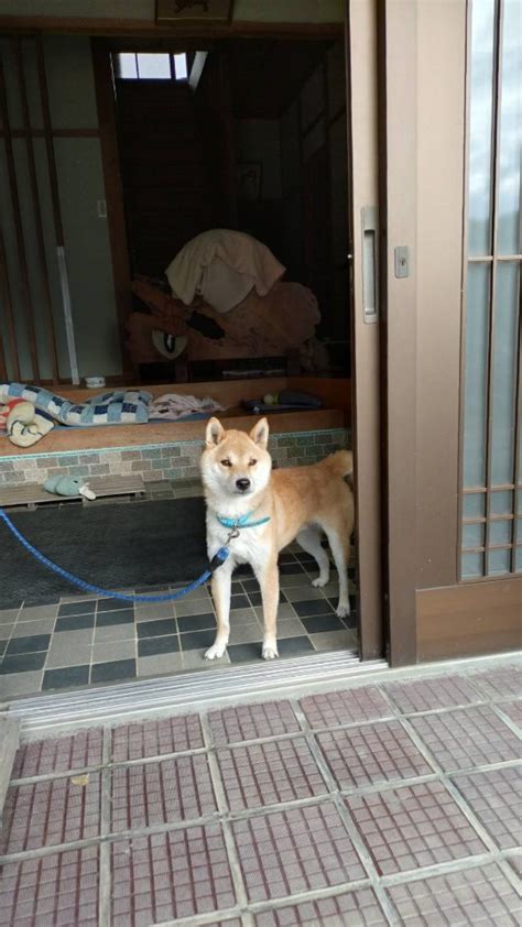 横須賀市の保護犬を迎えよう！ペットを家族に迎えるためのガイド