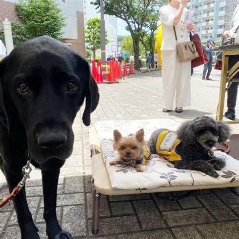 横須賀市保護犬のすべてを知り、命を救う