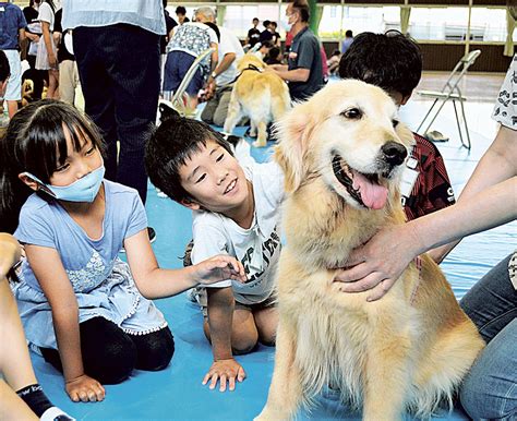 横須賀 保護犬：大切な命を救うためにできること