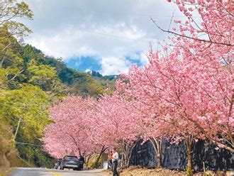 櫻花季盛況空前