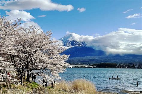 櫻花屋河口湖