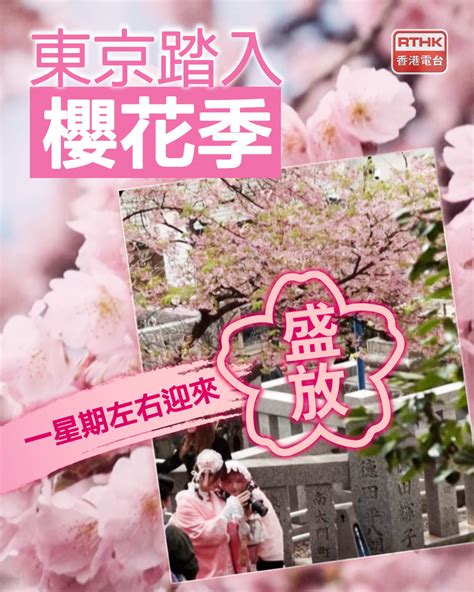 櫻花廳（Sakura Tei）：