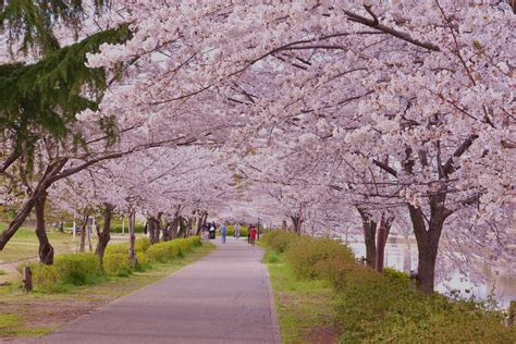 櫻花 道