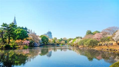 歡迎來到東京中心的寧靜綠洲