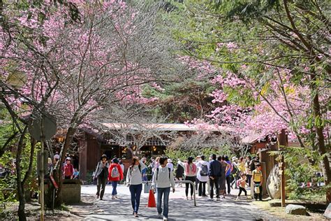 武陵一日遊：深入台灣最美風景區