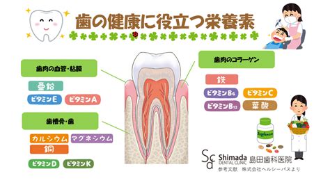 歯と歯茎の健康に不可欠な成分