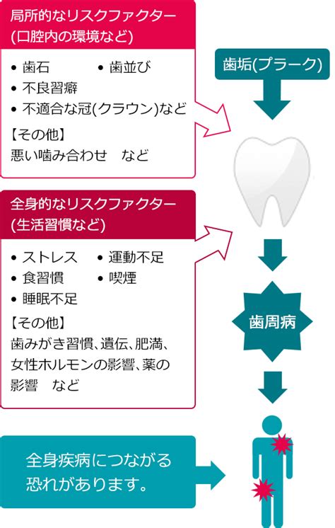 歯周病などの歯のトラブルが少ない