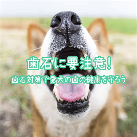 歯磨きで愛犬の健康を守ろう！