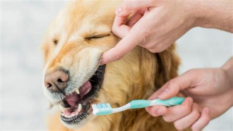 歯磨きの重要性と犬に適したおやつ