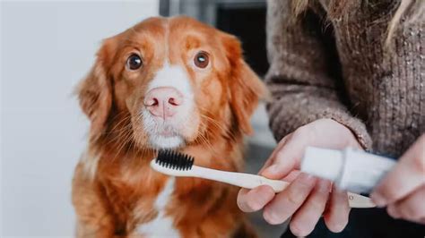 歯磨きを食べる犬: 犬に無害なデンタルケア方法