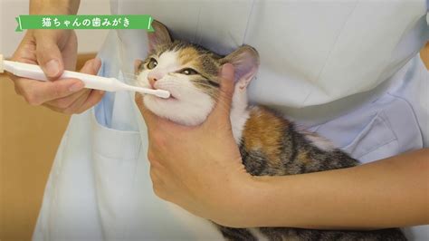 歯磨きガムで猫の歯の健康を守ろう！