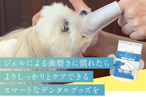 歯磨きシート 犬で簡単キレイに！