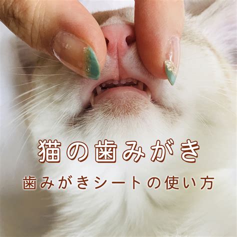 歯磨きシート 猫