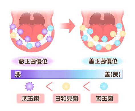 歯磨き後の蜂蜜: 健康な口内環境を維持するための意外な真実